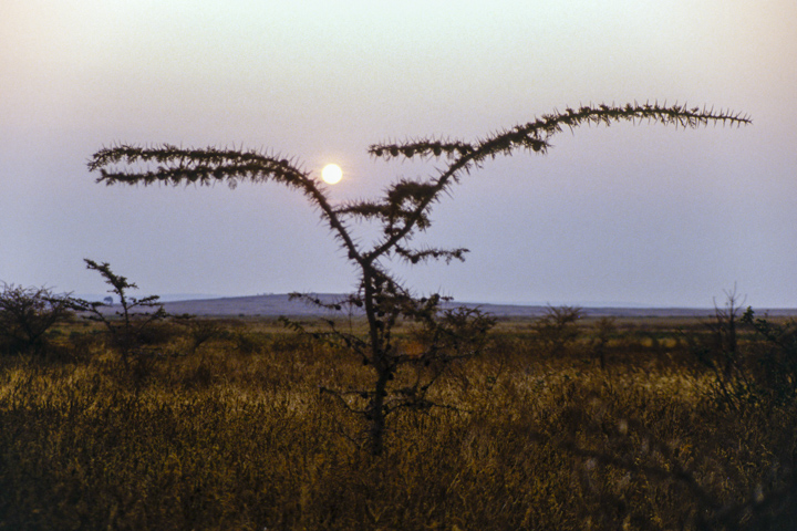 Ein Strauch im Sonnenuntergang in Tansania