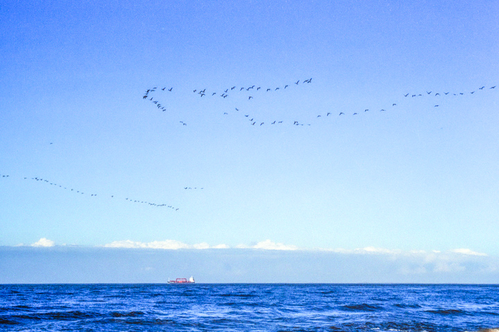 Zugvögel über der Nordsee