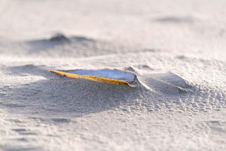 Ein Muschel am Strand von Ouddorp