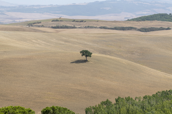 Baum im Feld der Crete Sienese